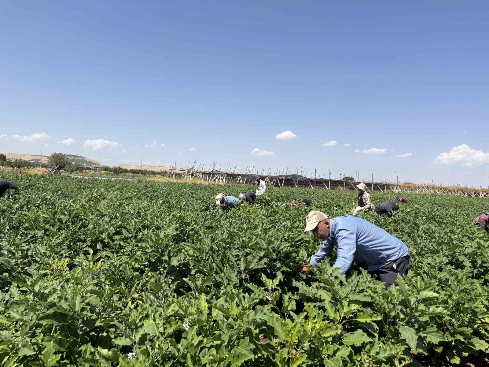 Gaziantep’te dolmalık patlıcan hasadı başladı