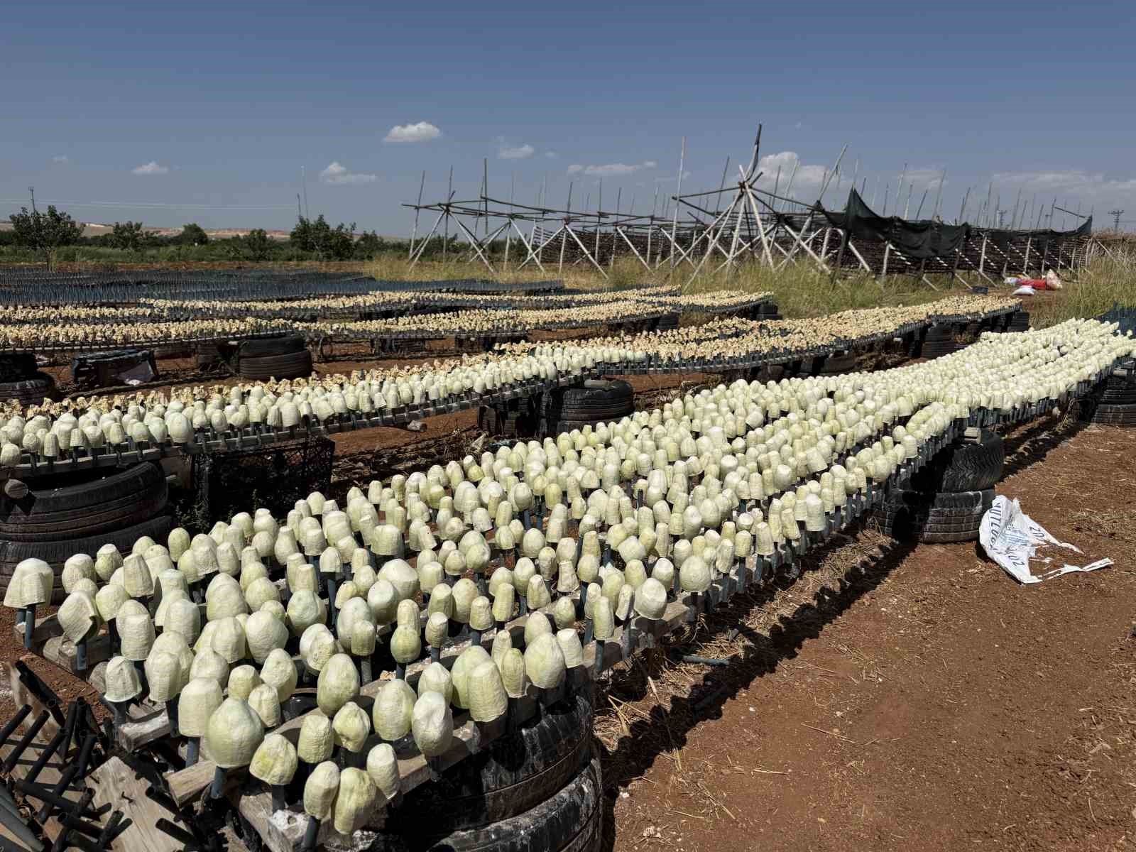 Gaziantep’te dolmalık patlıcan hasadı başladı