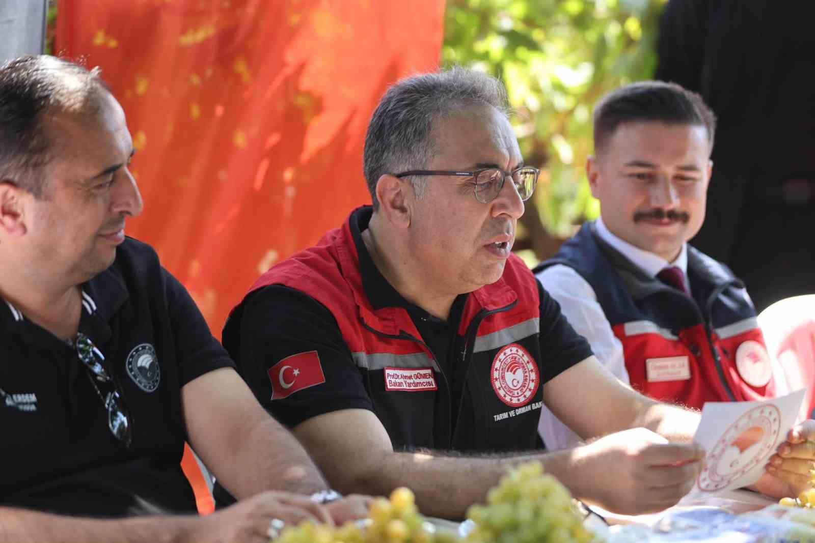 Gökçeada’da üzüm hasadı