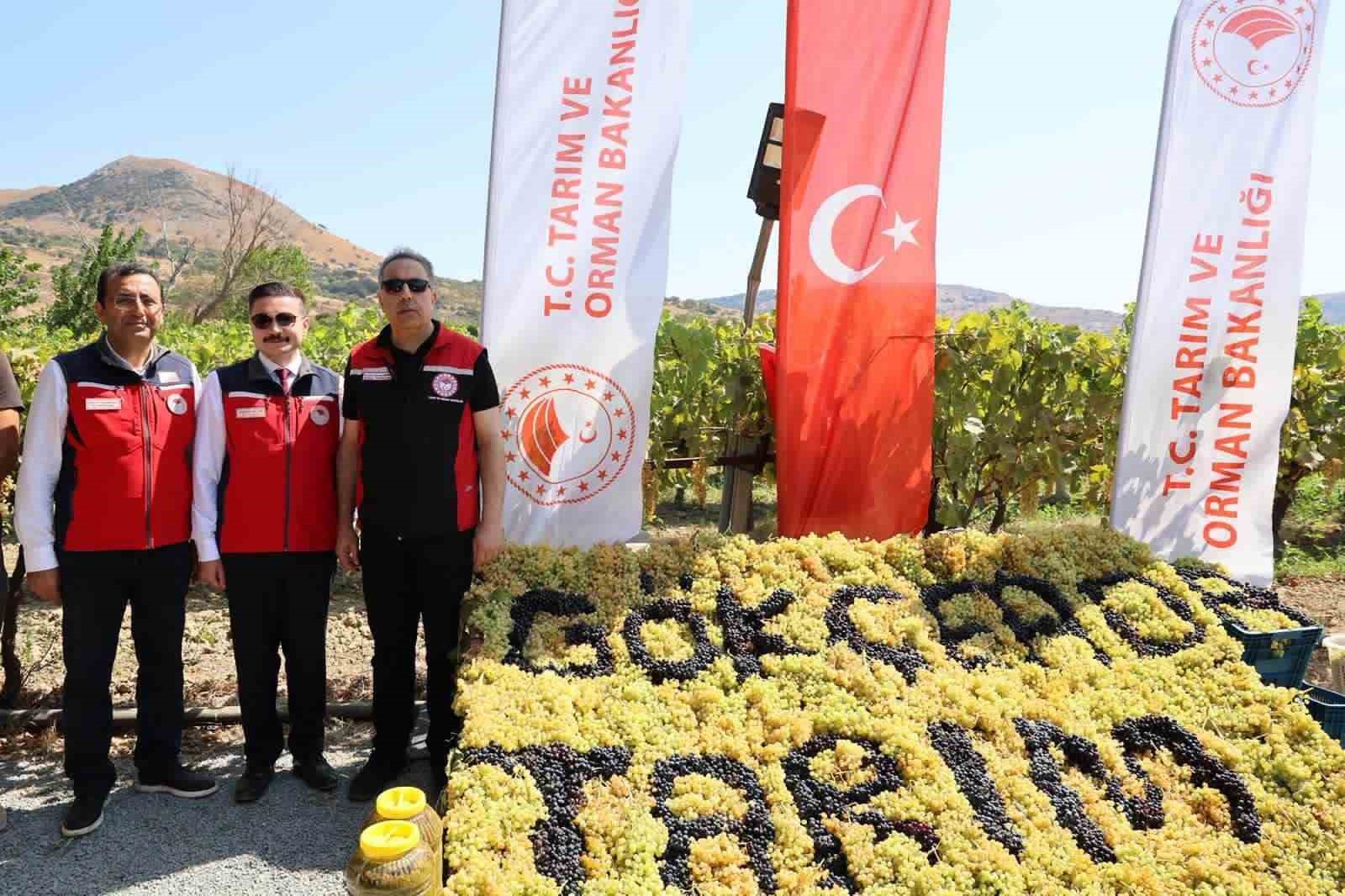 Gökçeada’da üzüm hasadı