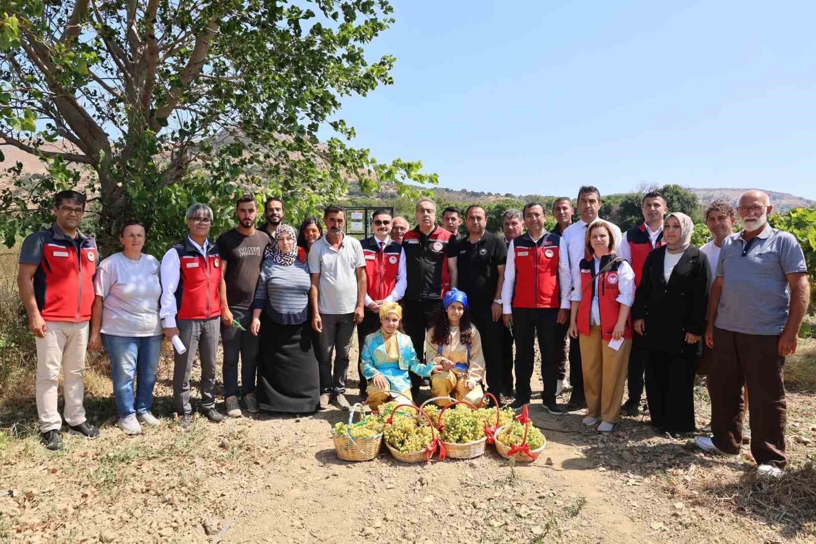 Gökçeada’da üzüm hasadı