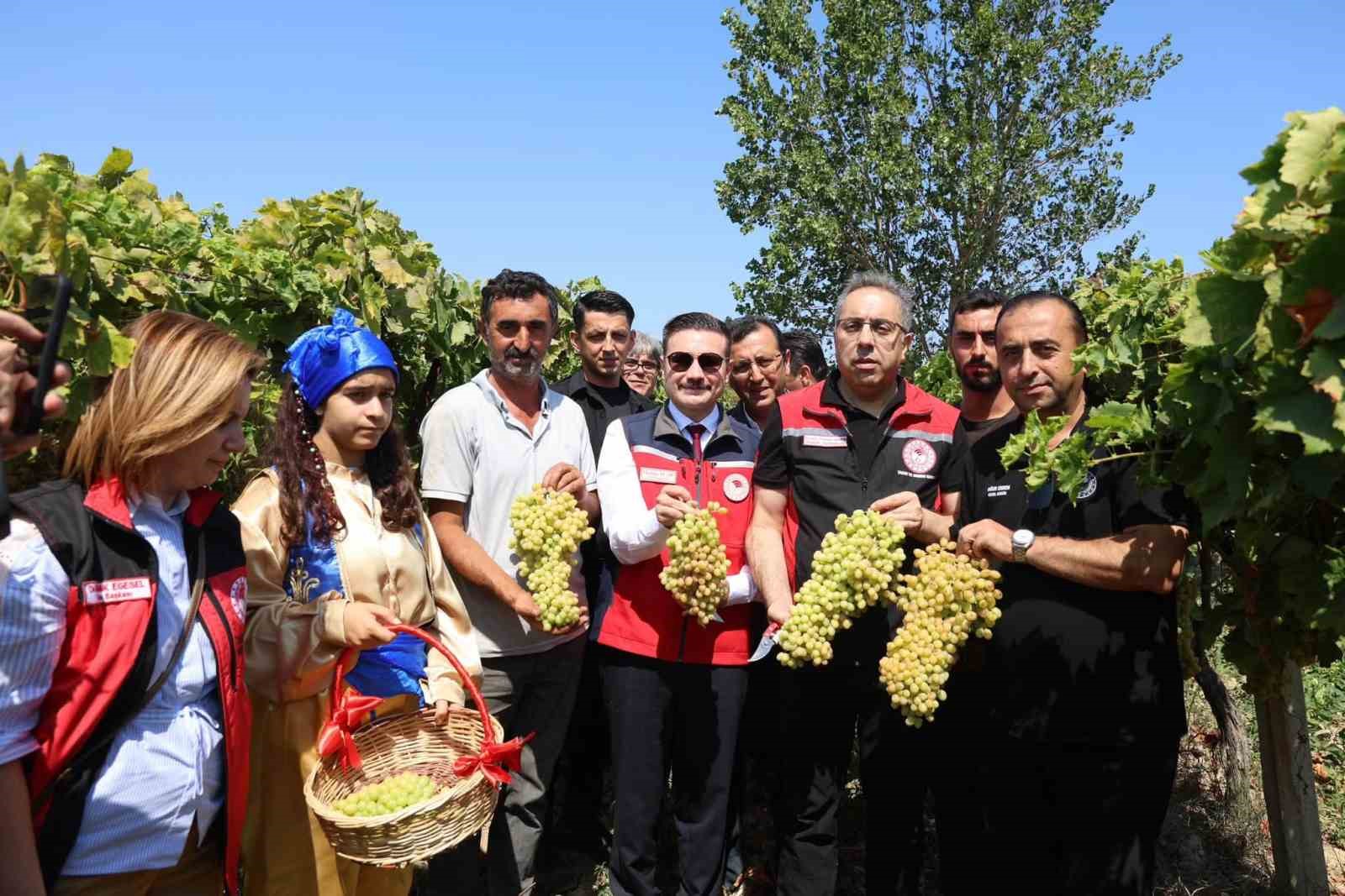 Gökçeada’da üzüm hasadı