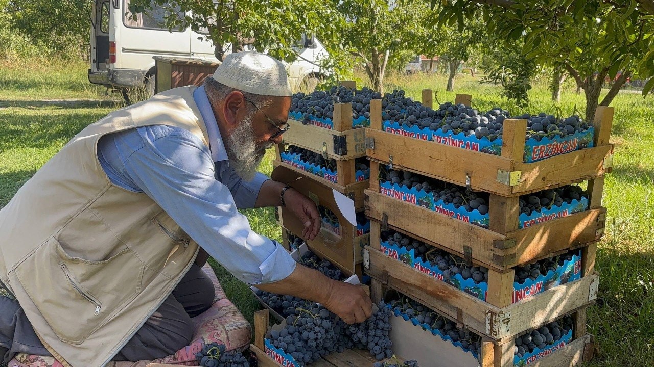 Erzincan’da 200 yıllık bağlarda Cimin Üzümü hasadı başladı