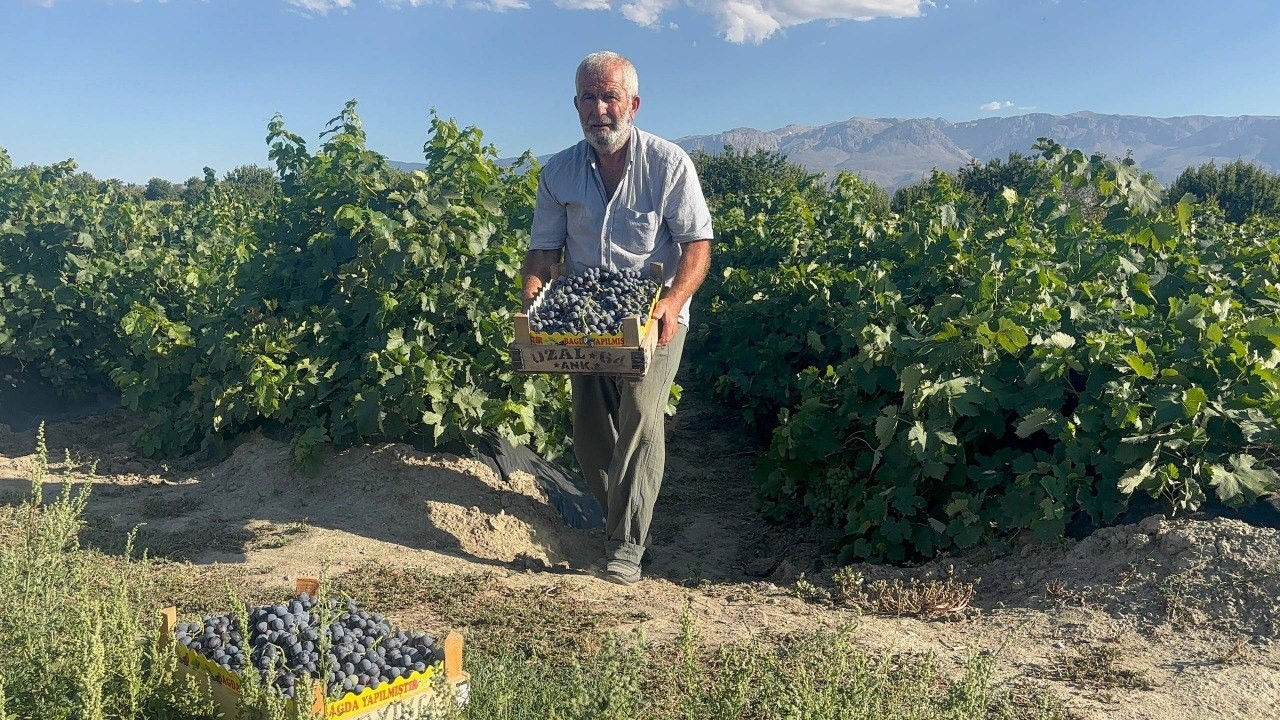 Erzincan’da 200 yıllık bağlarda Cimin Üzümü hasadı başladı