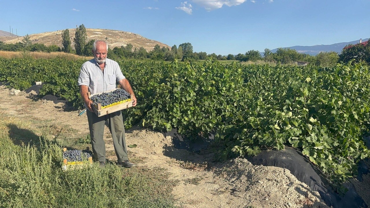 Erzincan’da 200 yıllık bağlarda Cimin Üzümü hasadı başladı