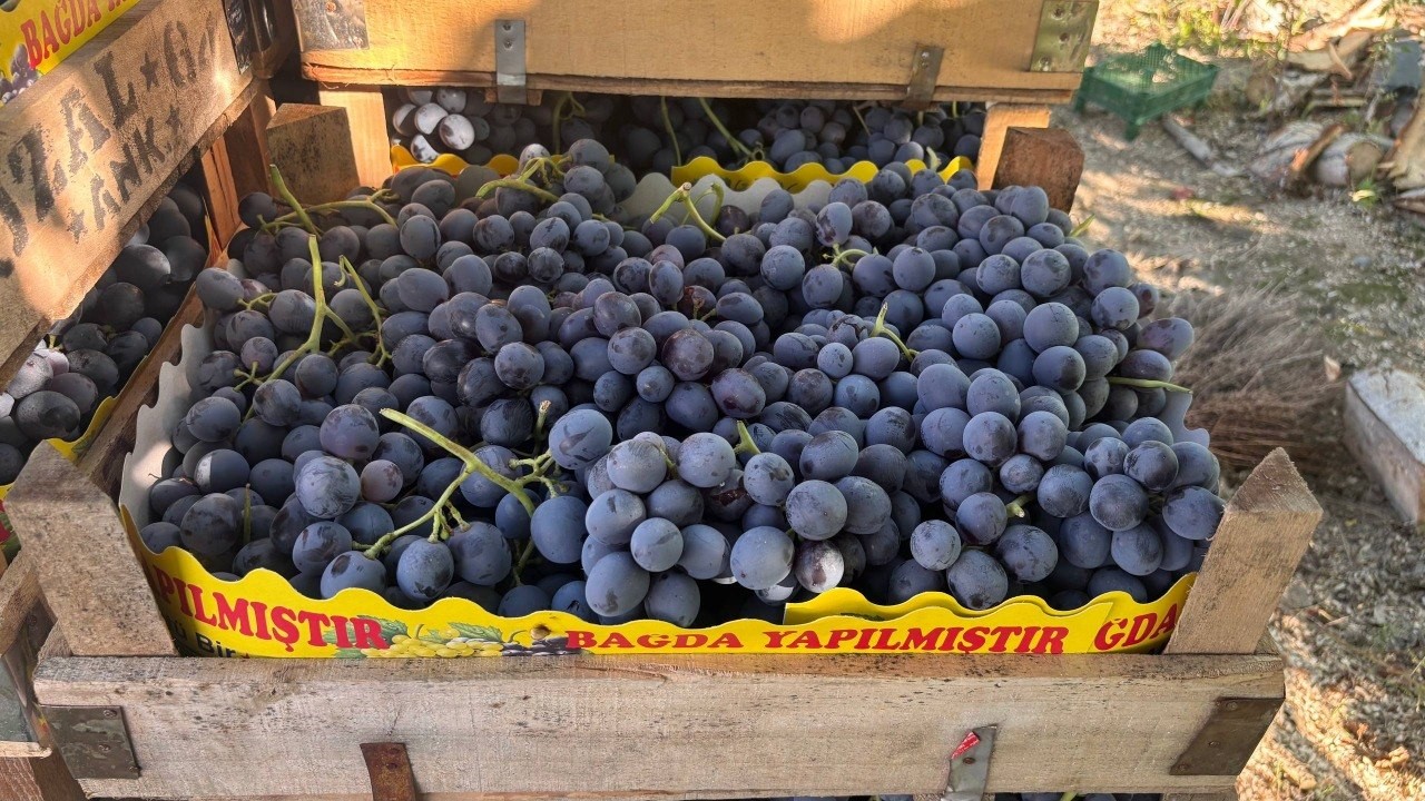 Erzincan’da 200 yıllık bağlarda Cimin Üzümü hasadı başladı