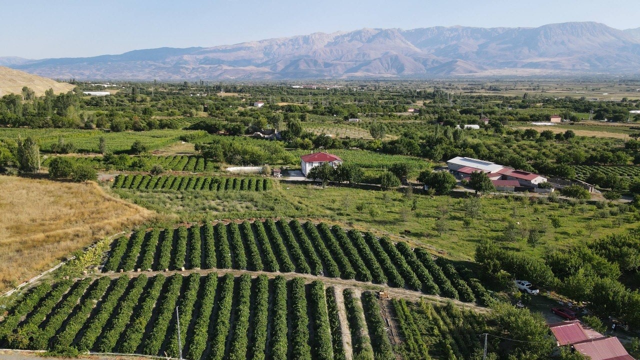 Erzincan’da 200 yıllık bağlarda Cimin Üzümü hasadı başladı
