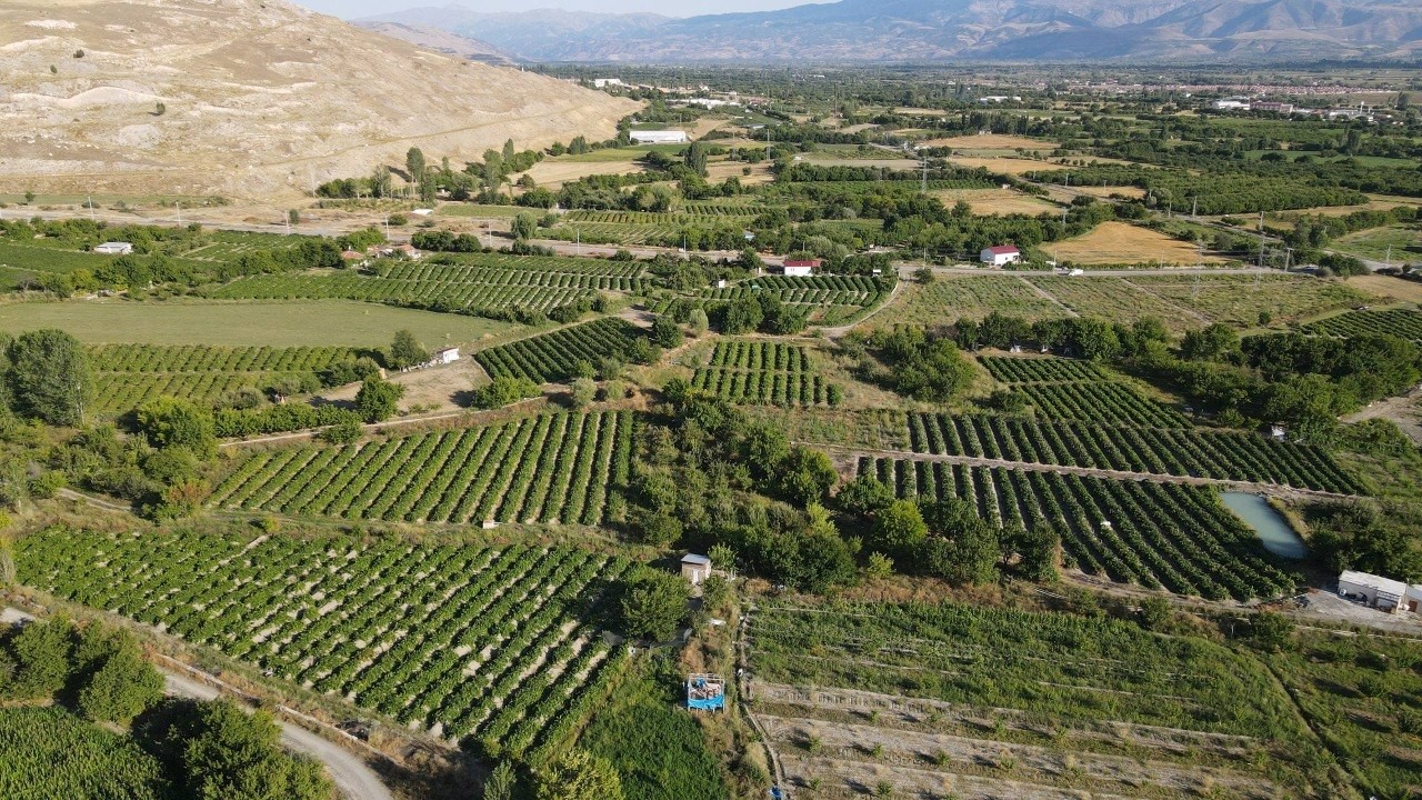 Erzincan’da 200 yıllık bağlarda Cimin Üzümü hasadı başladı