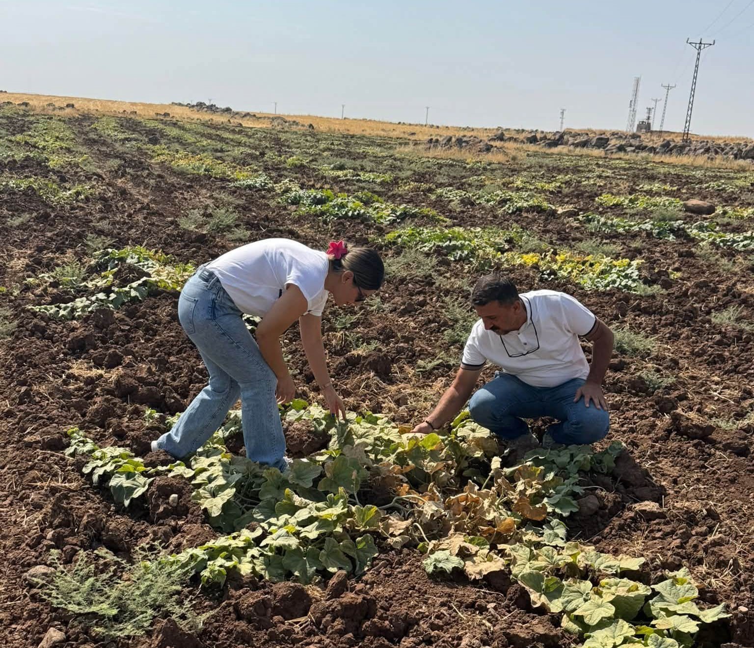 Cizre’de kavun ve karpuz üretim alanlarında teknik kontrol