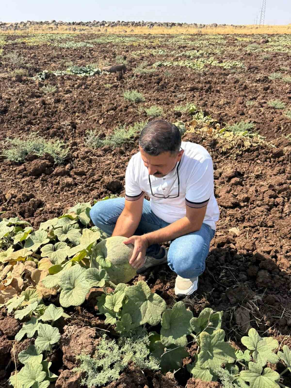 Cizre’de kavun ve karpuz üretim alanlarında teknik kontrol