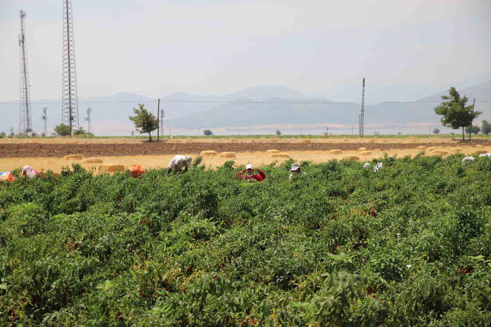 Gaziantep’te en acı hasat