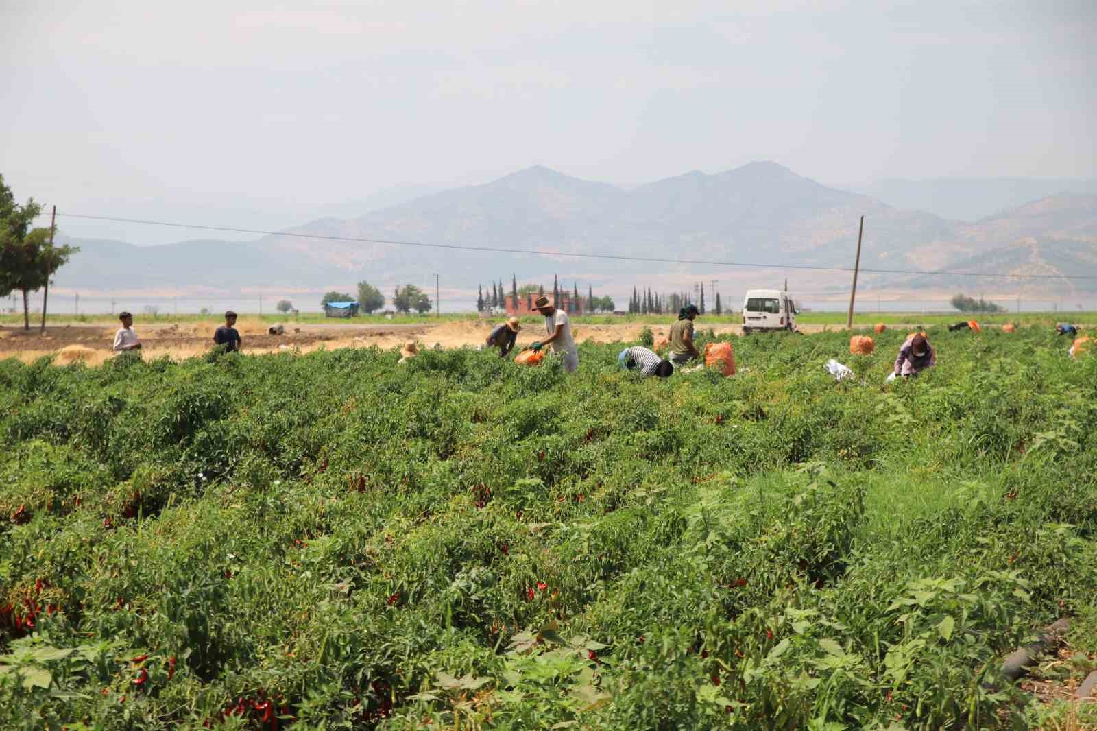 Gaziantep’te en acı hasat