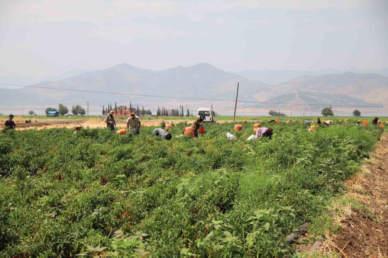 Gaziantep’te en acı hasat