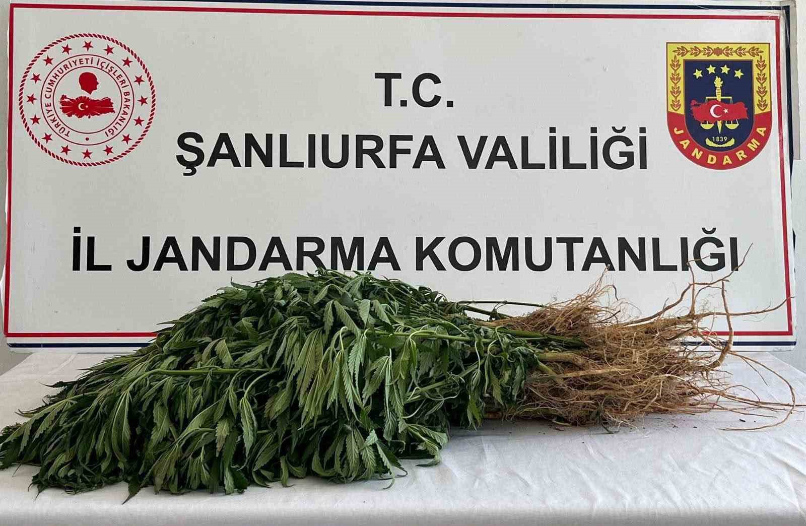 Şanlıurfa’da uyuşturucu operasyonları: 5 gözaltı