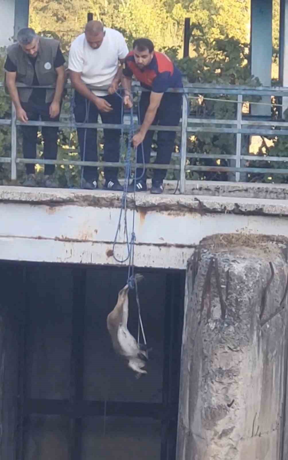 Koruma altındaki dağ keçisi için özel kurtarma operasyonu