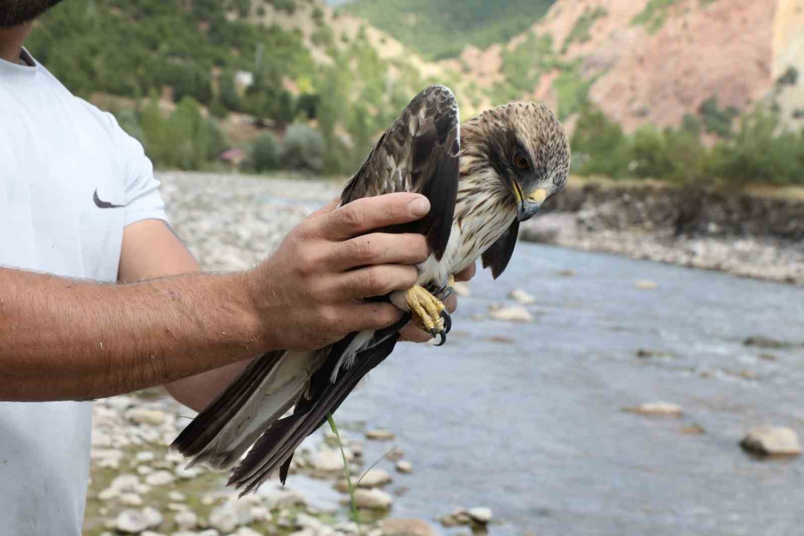 Ağaca çarpıp suya düşen kızıl şahin kurtarıldı