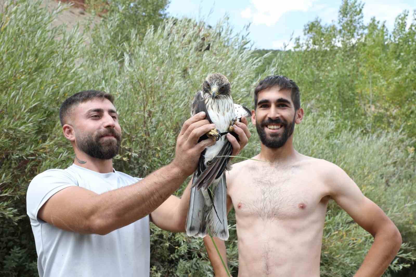 Ağaca çarpıp suya düşen kızıl şahin kurtarıldı