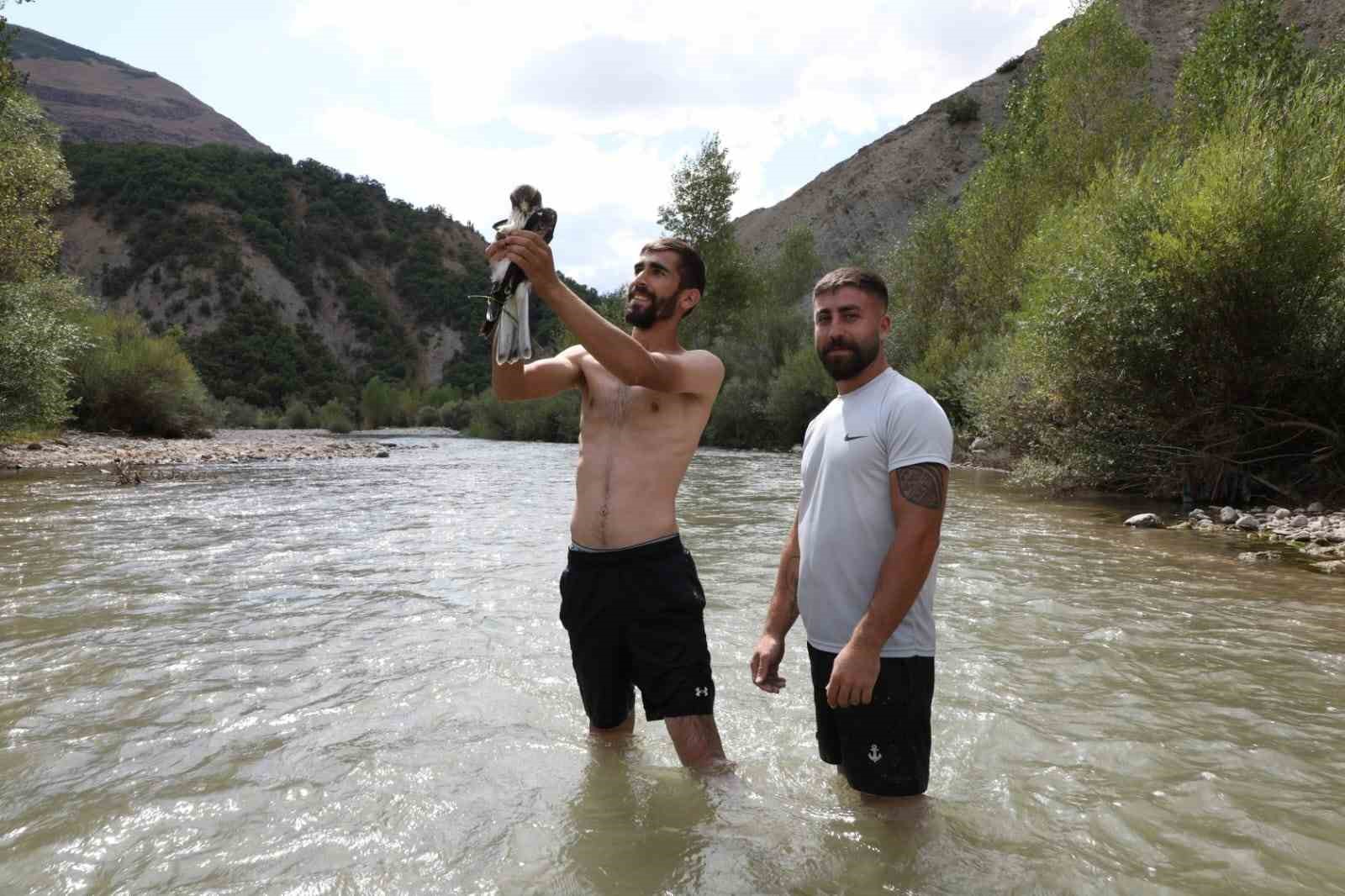 Ağaca çarpıp suya düşen kızıl şahin kurtarıldı