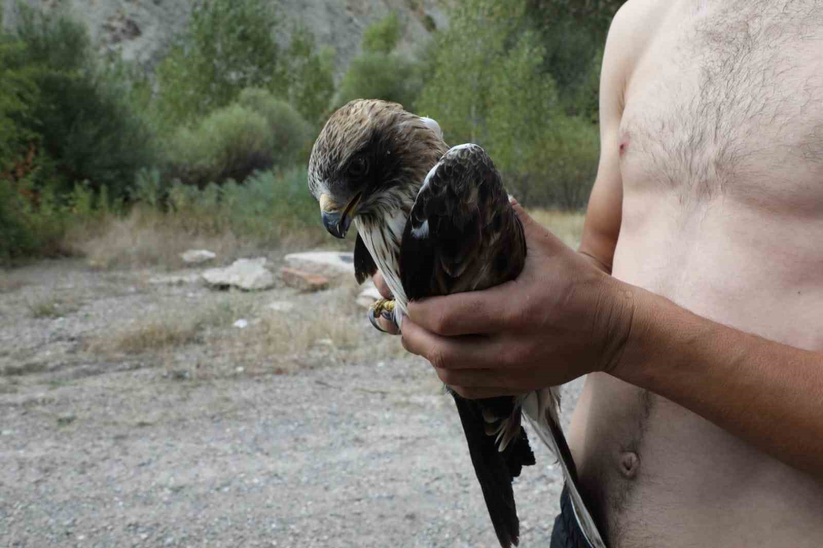 Ağaca çarpıp suya düşen kızıl şahin kurtarıldı