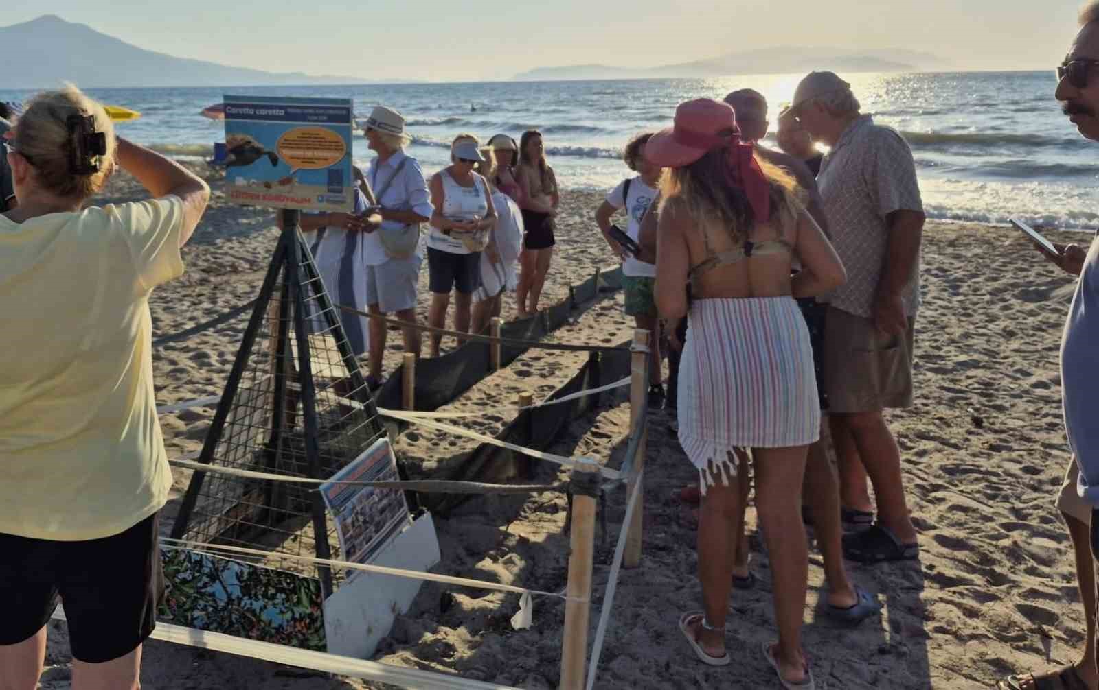 Aydın kıyılarında 214 yavru caretta denizle buluştu