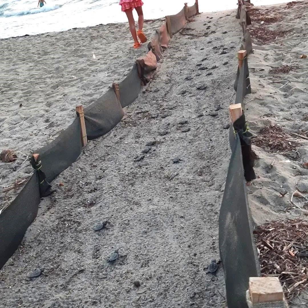 Aydın kıyılarında 214 yavru caretta denizle buluştu