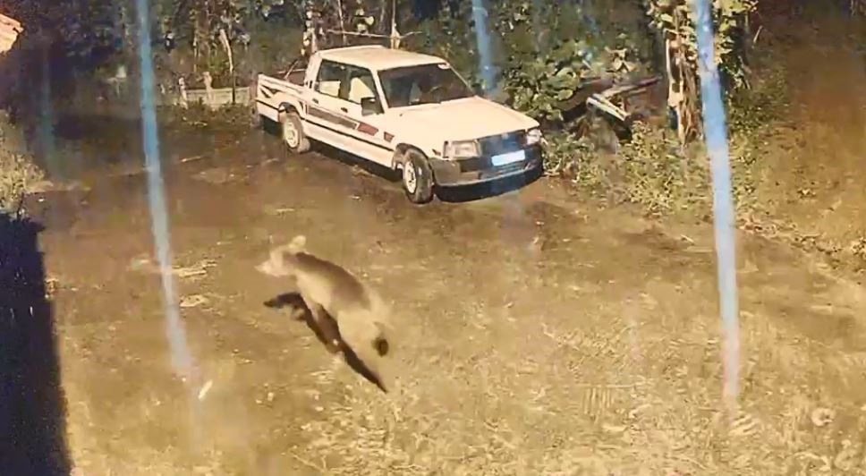 Ayı evin kapısına kadar geldi, o anlar kamerada