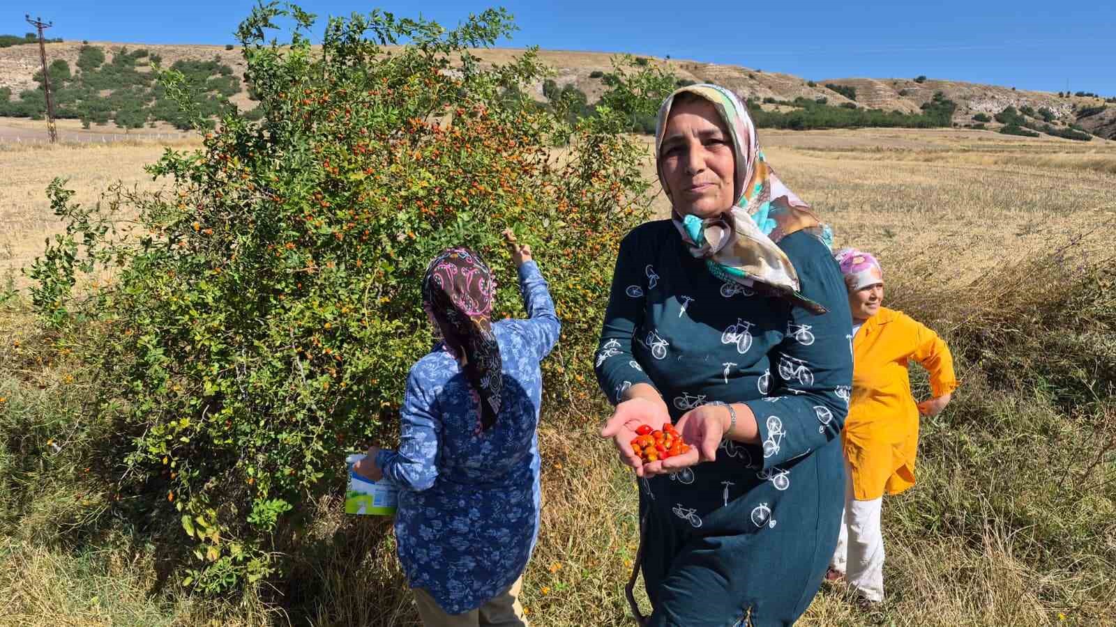 Dikenli dalların arasından zahmetle toplanıyor, çayı ise kış hastalıklarına şifa oluyor