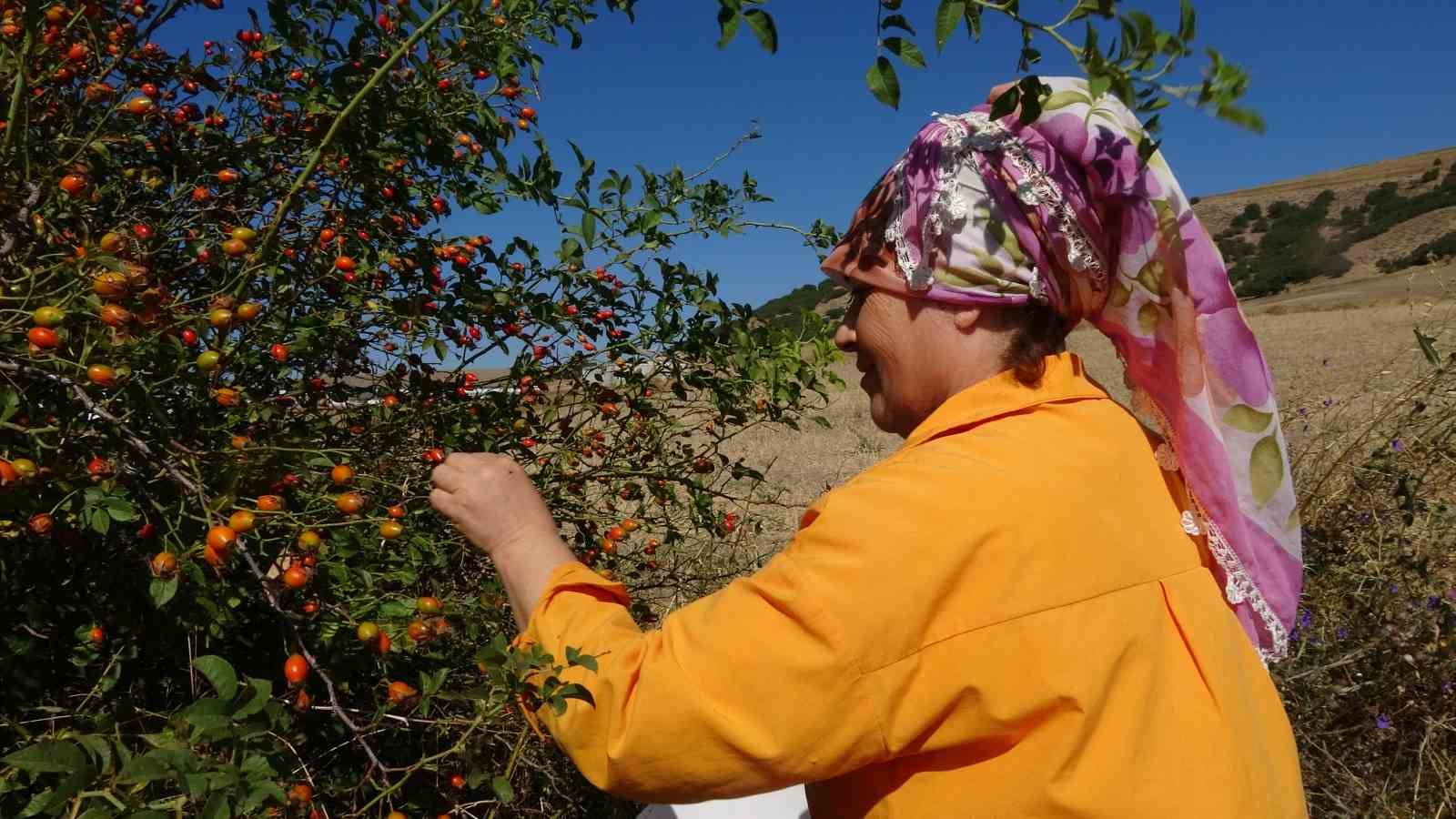 Dikenli dalların arasından zahmetle toplanıyor, çayı ise kış hastalıklarına şifa oluyor