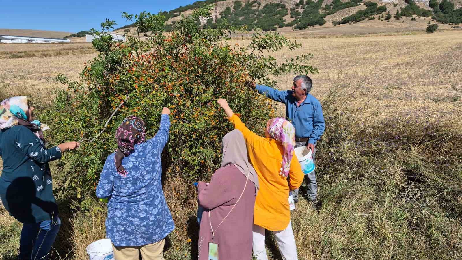 Dikenli dalların arasından zahmetle toplanıyor, çayı ise kış hastalıklarına şifa oluyor
