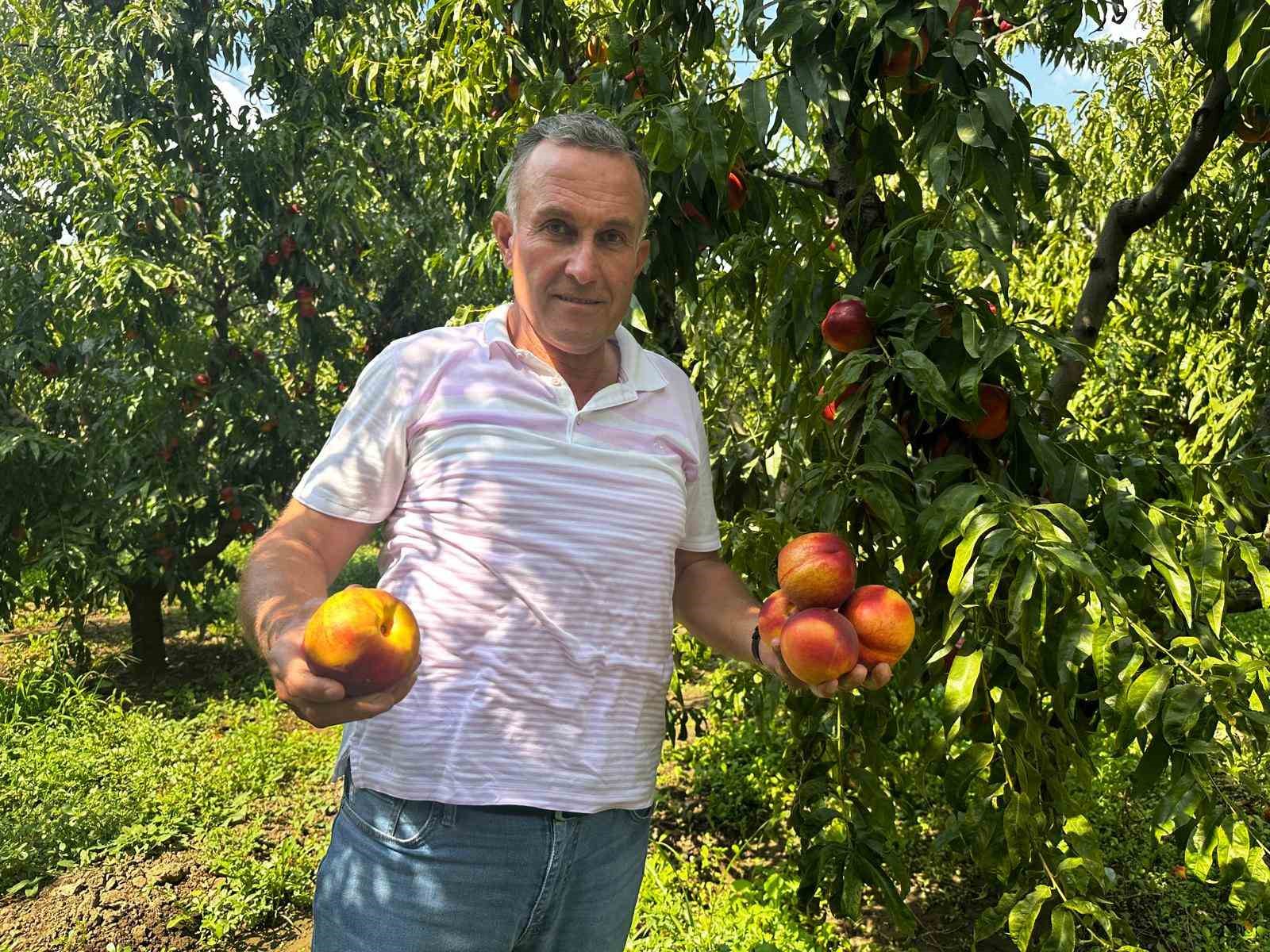 Ağustosta tarlada 10 liraya kadar düşmüştü, dalında 40 lirayı gördü