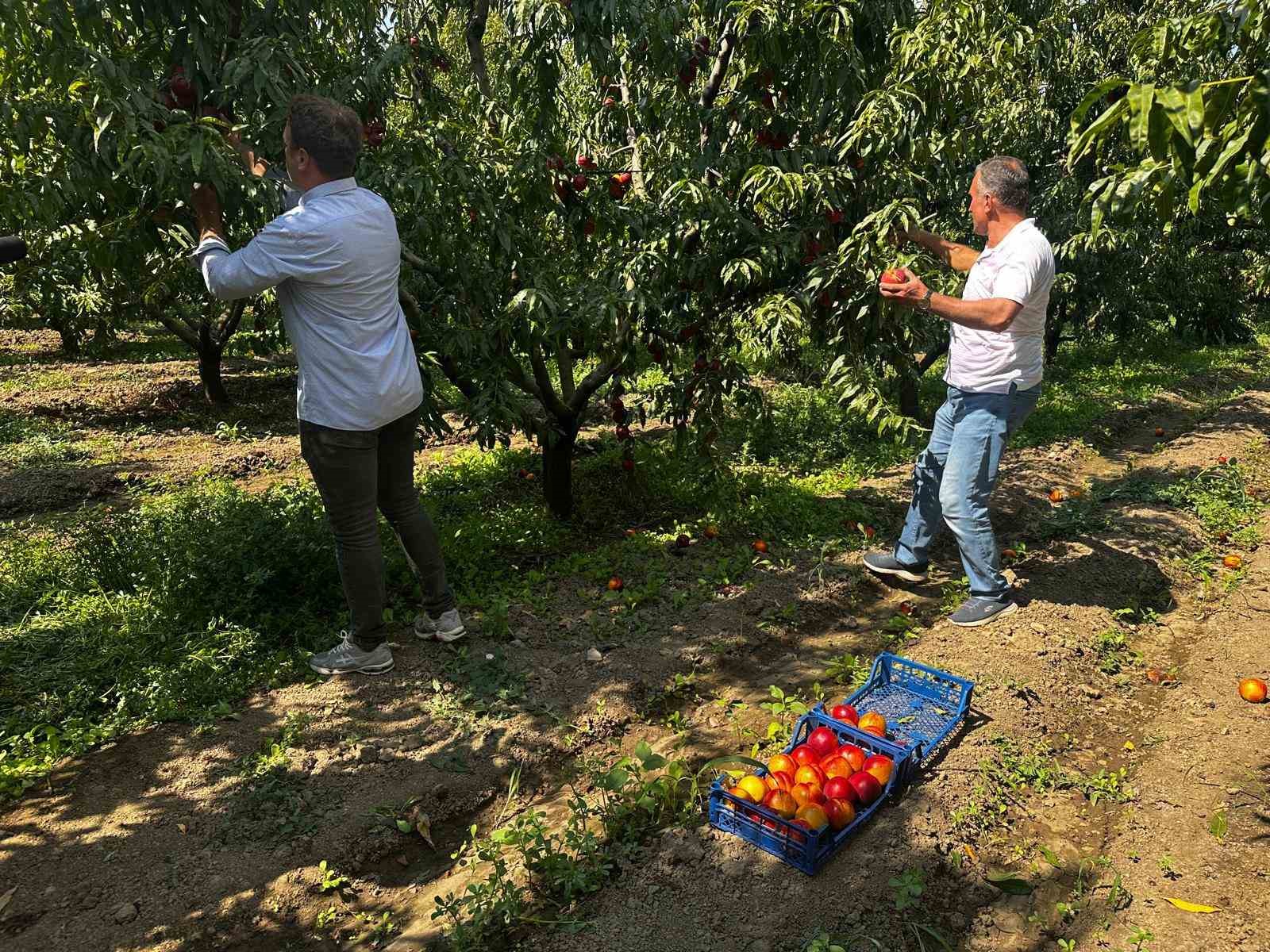 Ağustosta tarlada 10 liraya kadar düşmüştü, dalında 40 lirayı gördü