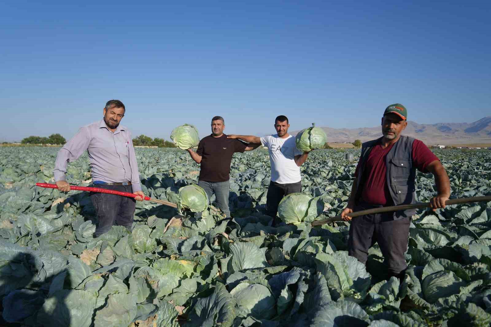 Niğde’de üreticilerin beyaz lahana hasat mesaisi başladı