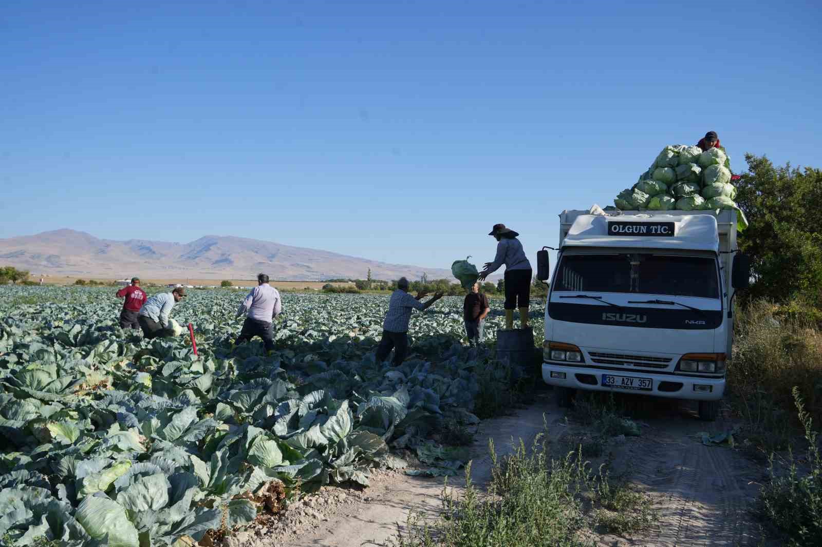 Niğde’de üreticilerin beyaz lahana hasat mesaisi başladı