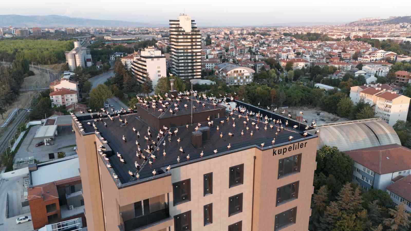 Göç yolculuğuna mola veren leylekler dron ile görüntülendi