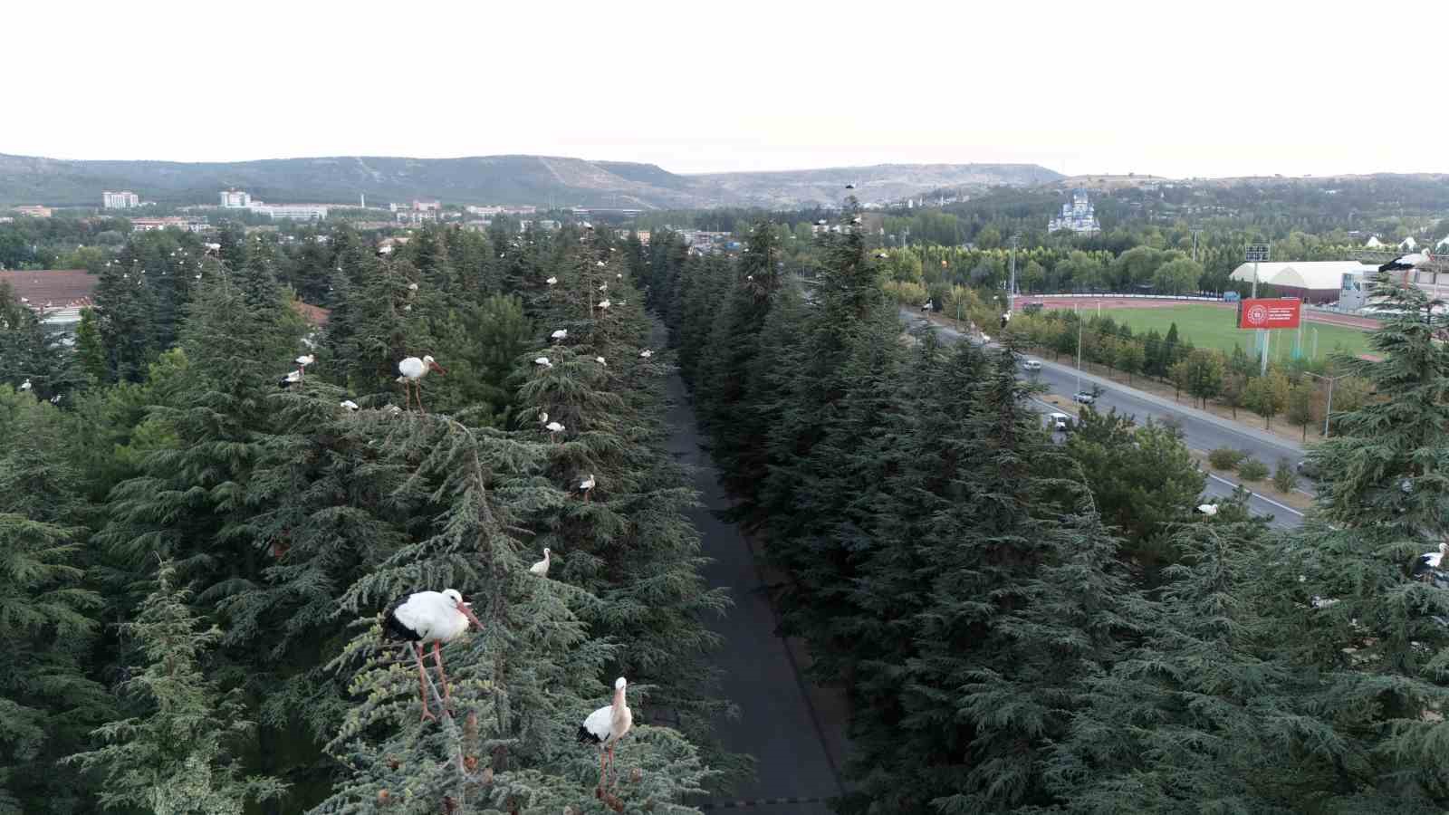 Göç yolculuğuna mola veren leylekler dron ile görüntülendi