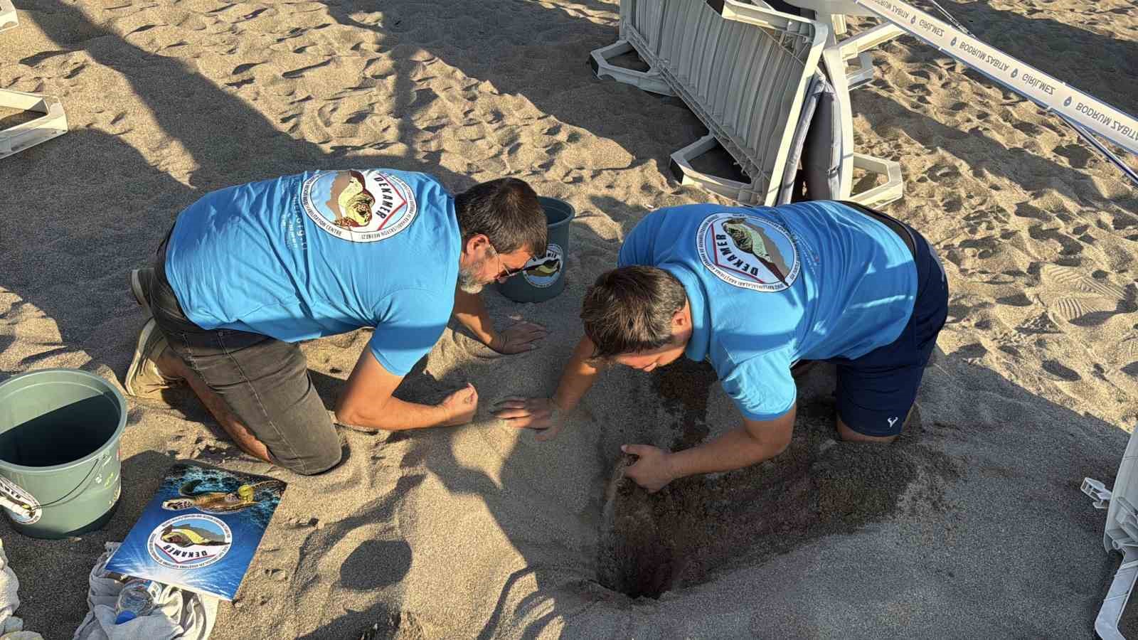 Kumsalda başlayan umut yolculuğu denizde tamamlandı: "62 caretta caretta yavrusu mavi sulara ulaştı"