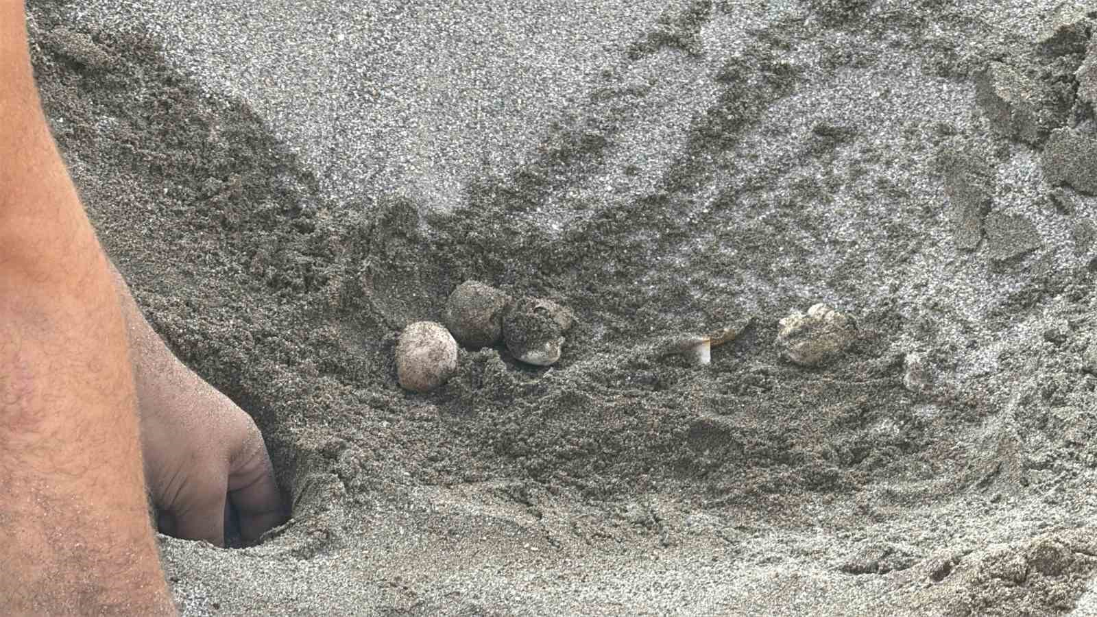Kumsalda başlayan umut yolculuğu denizde tamamlandı: "62 caretta caretta yavrusu mavi sulara ulaştı"