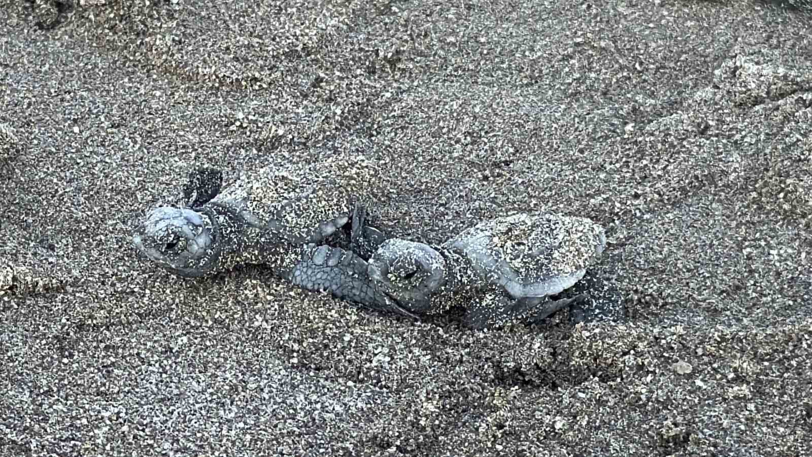 Kumsalda başlayan umut yolculuğu denizde tamamlandı: "62 caretta caretta yavrusu mavi sulara ulaştı"