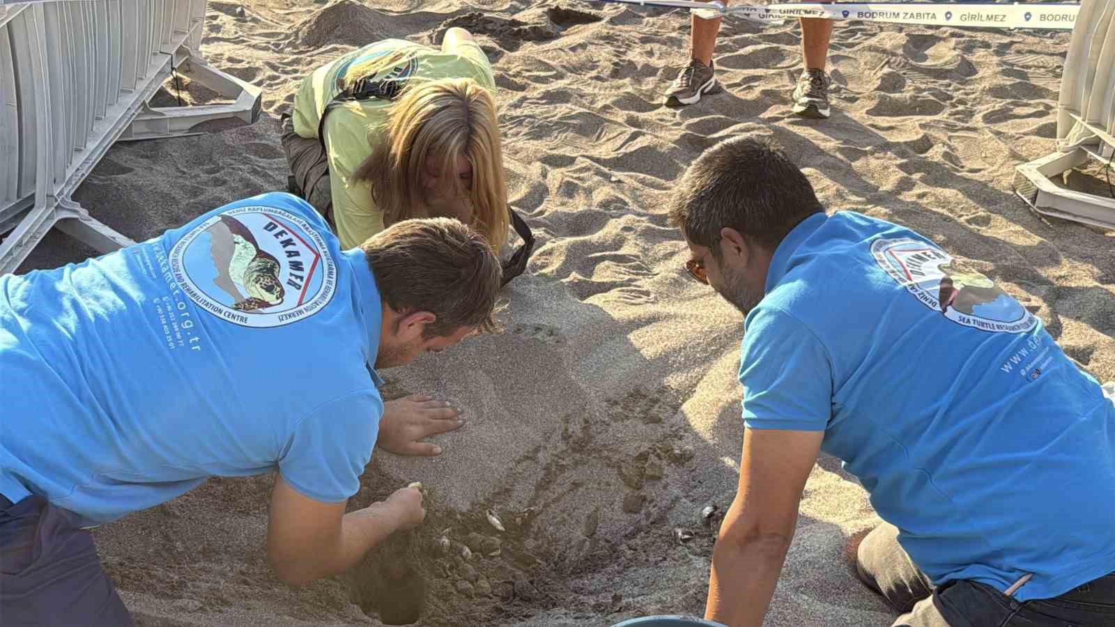 Kumsalda başlayan umut yolculuğu denizde tamamlandı: "62 caretta caretta yavrusu mavi sulara ulaştı"