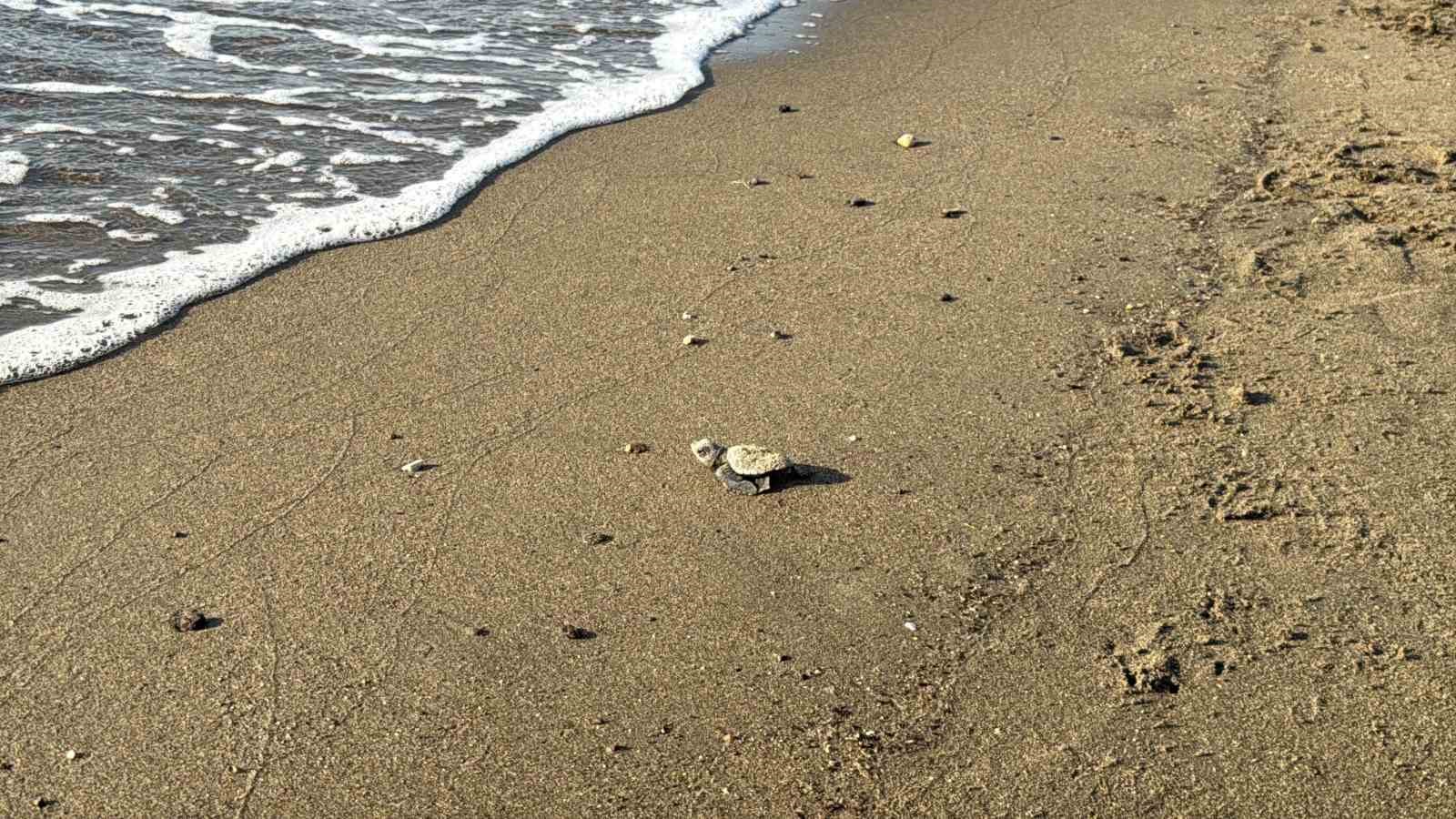 Kumsalda başlayan umut yolculuğu denizde tamamlandı: "62 caretta caretta yavrusu mavi sulara ulaştı"