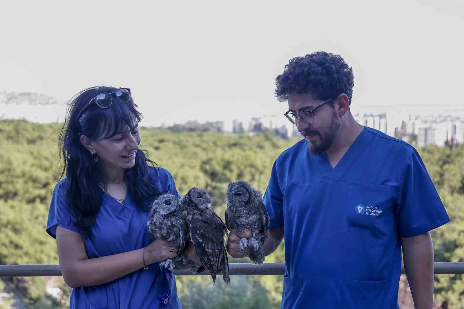 Ebeveynlerinin terk ettiği 3 Alaca Baykuş’un rehabilitasyonu tamamlandı