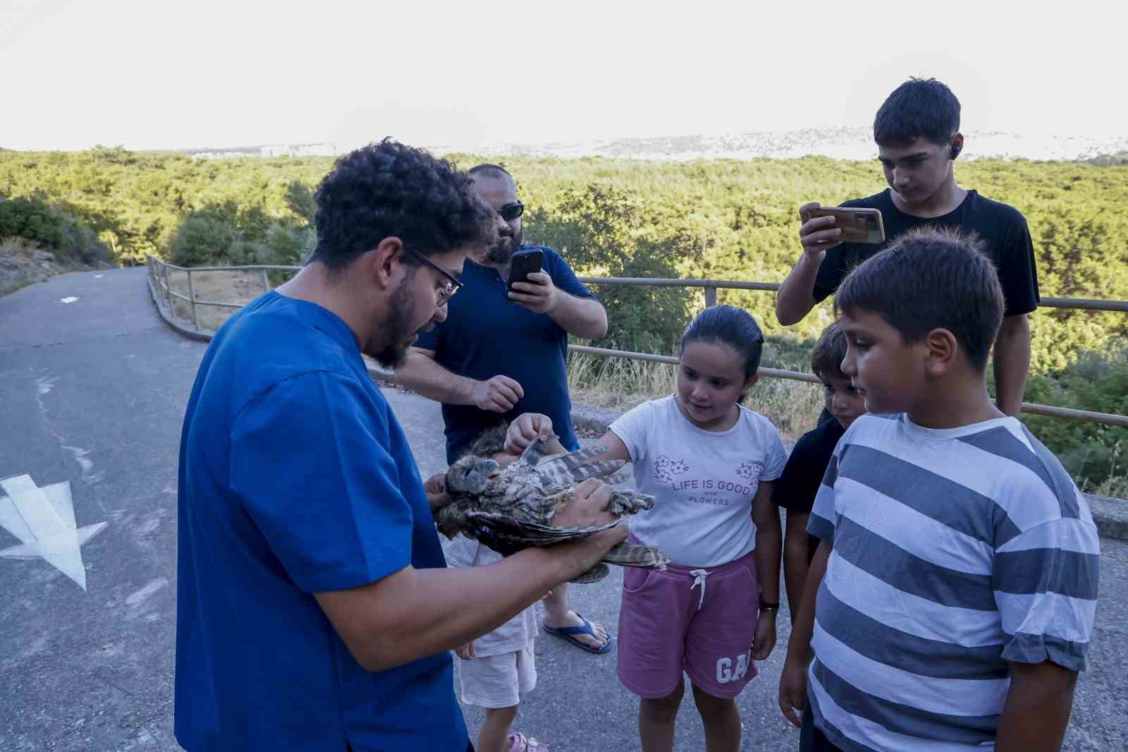 Ebeveynlerinin terk ettiği 3 Alaca Baykuş’un rehabilitasyonu tamamlandı