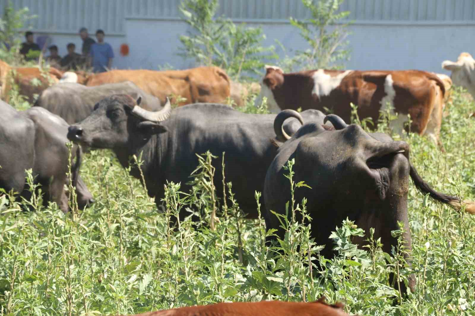 Yangında seralar küle döndü, ‘en büyük servetimdi’ dediği baba yadigarı traktörünün yanışını gözyaşlarıyla izledi