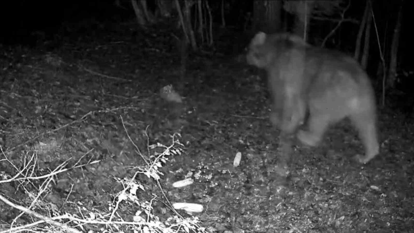 Bolu ormanlarında yaban hayvanları fotokapanlara yansıdı