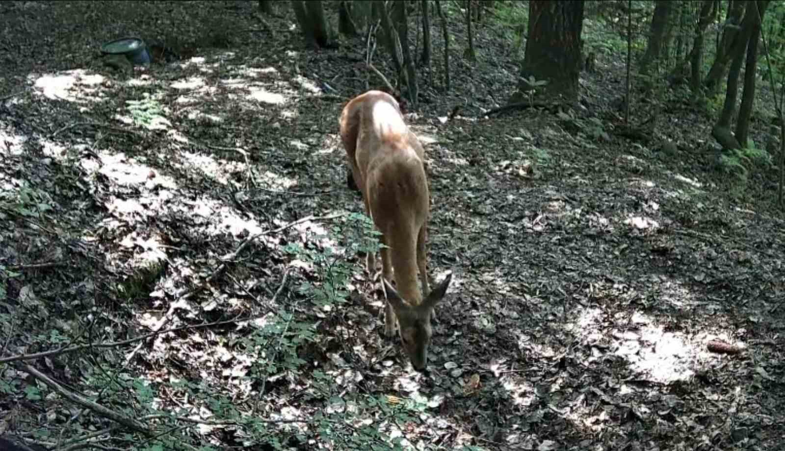 Bolu ormanlarında yaban hayvanları fotokapanlara yansıdı