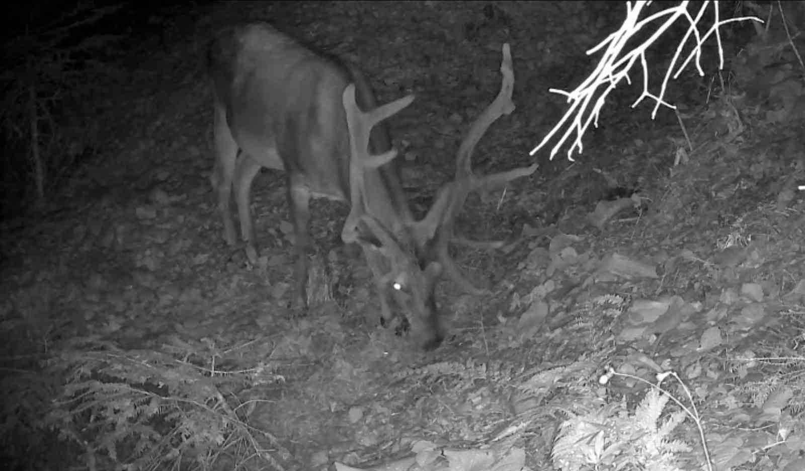 Bolu ormanlarında yaban hayvanları fotokapanlara yansıdı