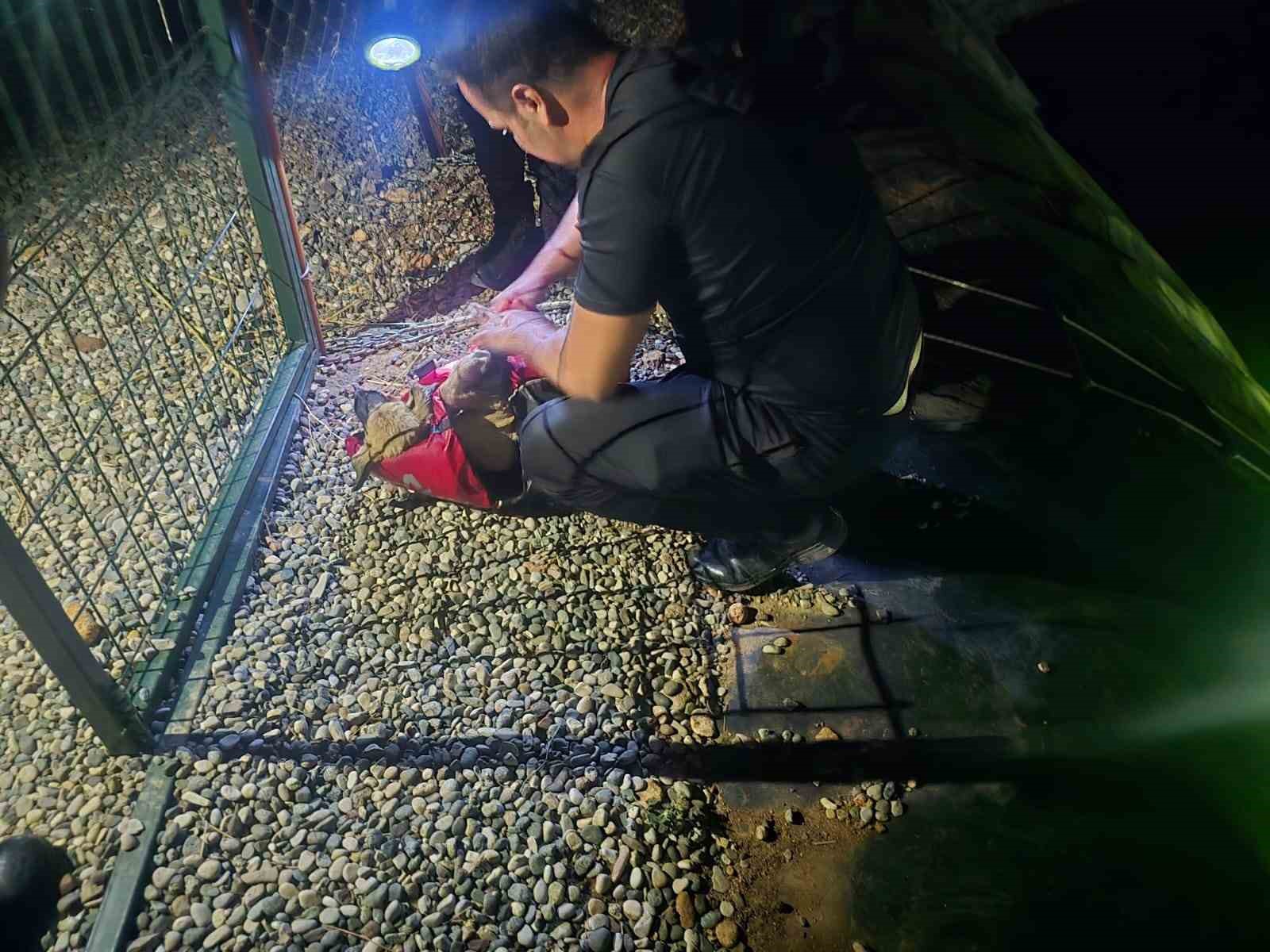 Gölete düşen köpeği dalgıç polisler kurtardı