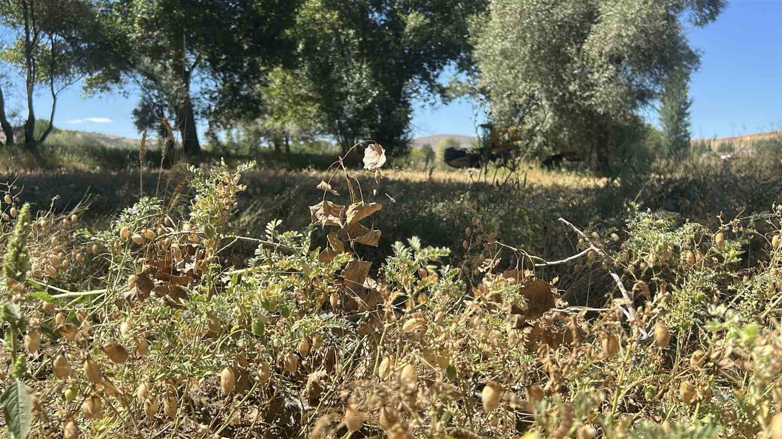Yozgat’ta nohut hasadı devam ediyor, beklenti 57 bin ton