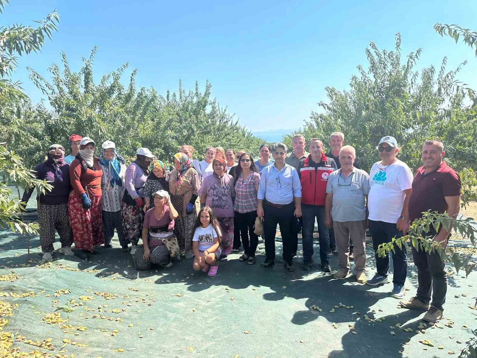 Şarköy’de badem hasadı başladı