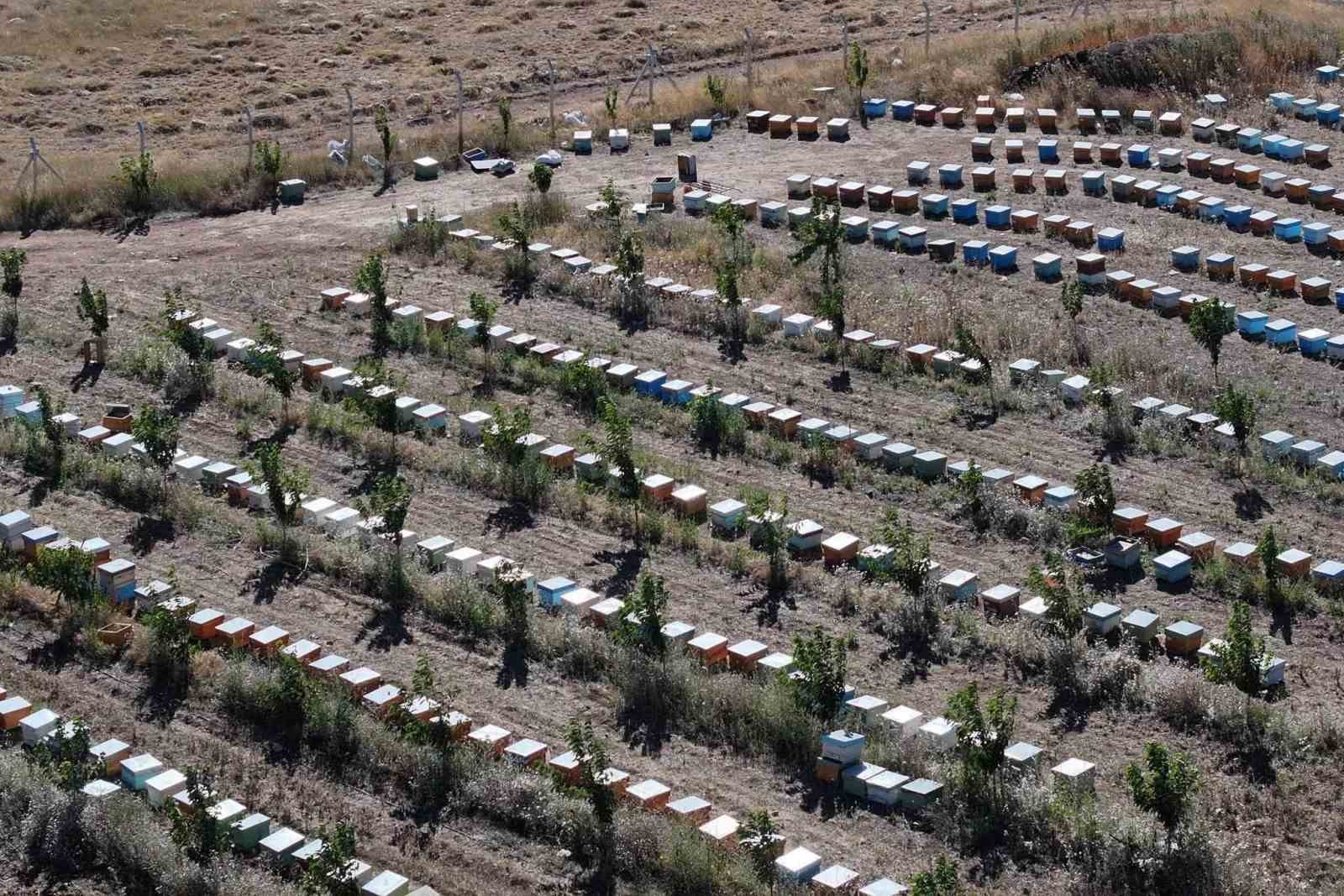 Niğde’nin bin 800 rakımlı Tumlu Yaylası’nda Geven Balı bereketi